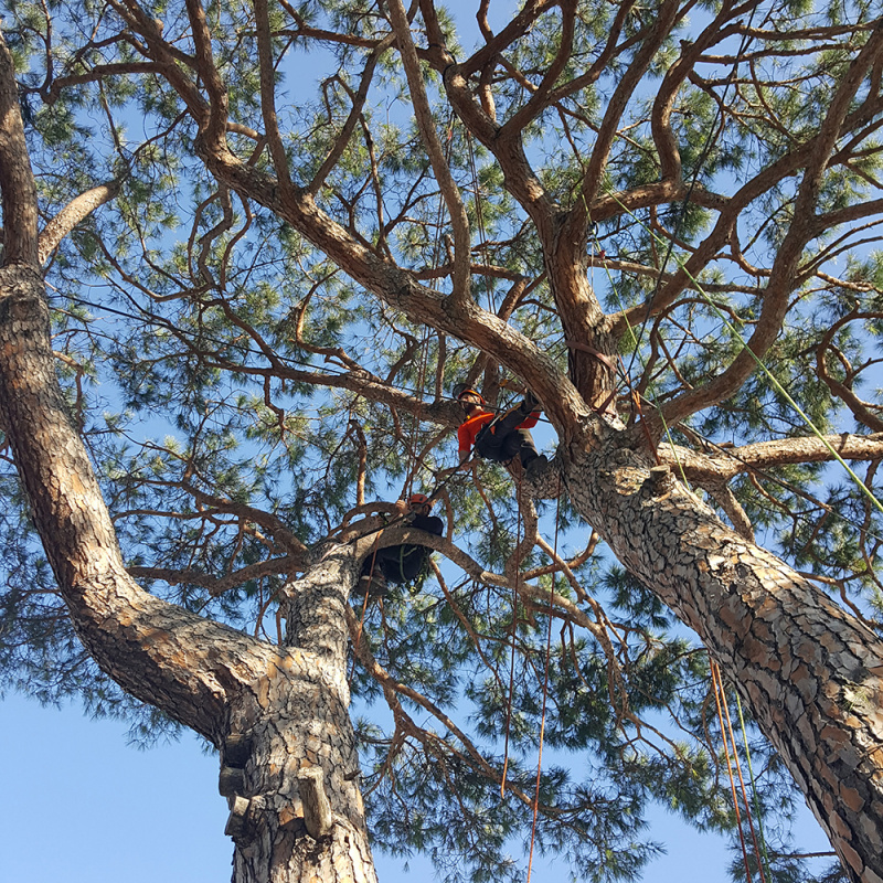  Potature treeclimbing 