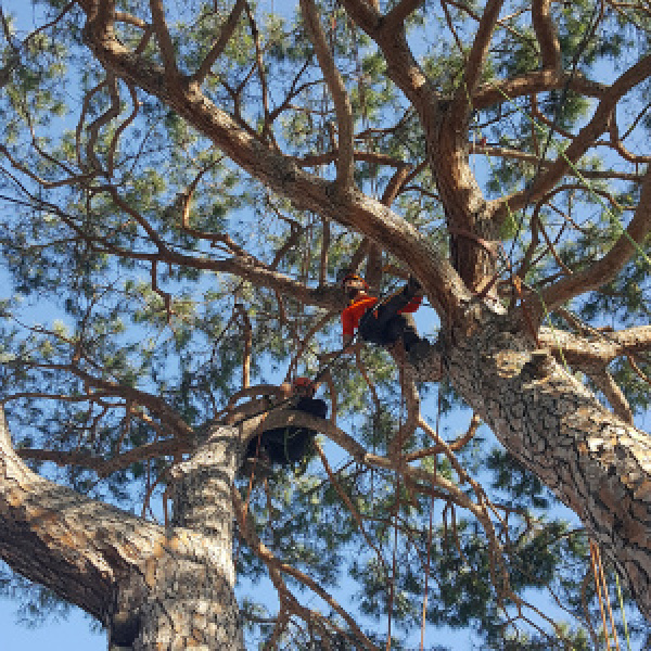Potature in tree climbing