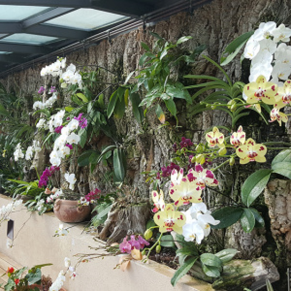 Serra con orchidee